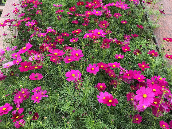 玉林永生花厂家|园林花卉